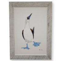 Retouched Print Blue-Footed Booby Artwork