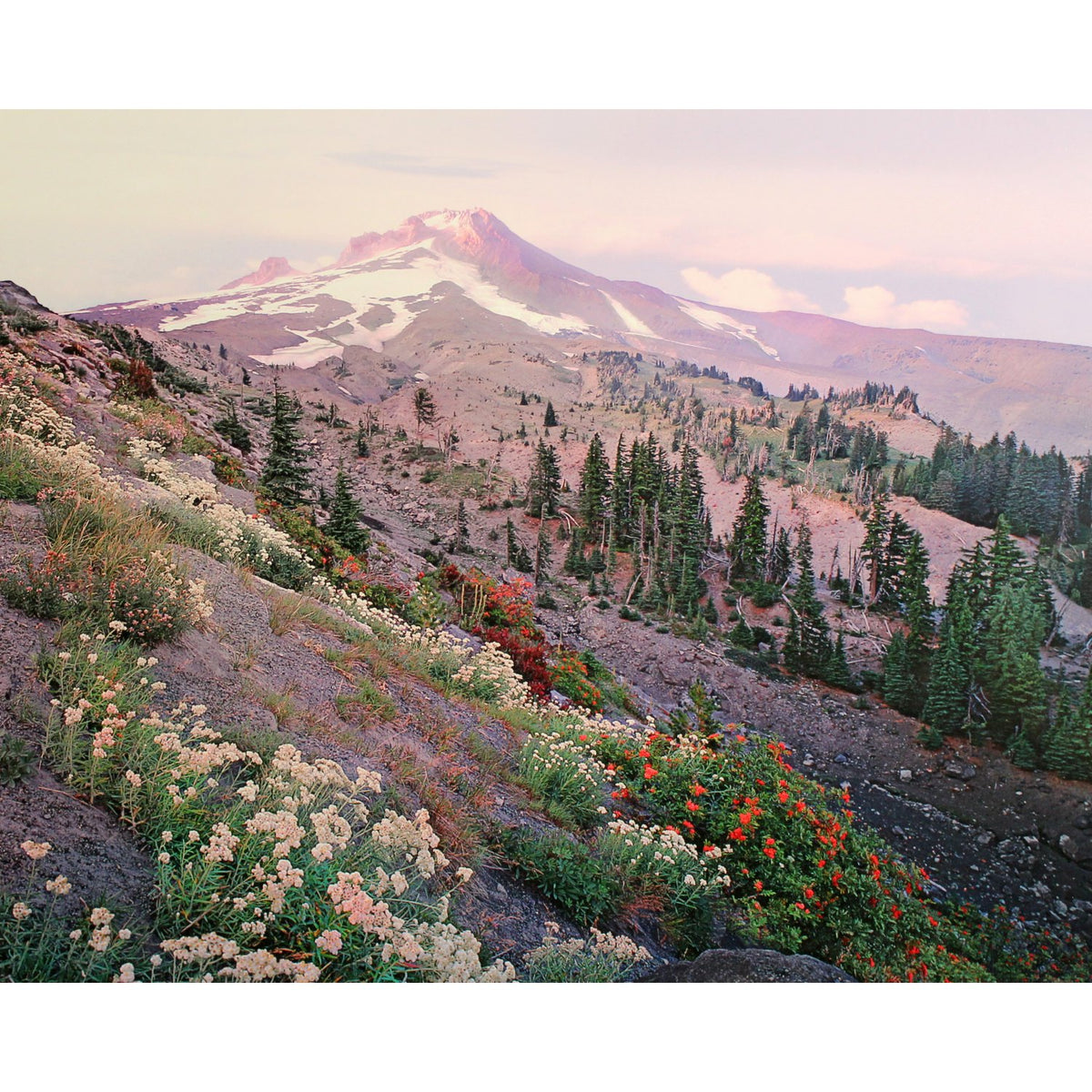 'Mt. Hood Draped in Flowers' Framed Limited Edition Print By Paul & Marilyn Peck