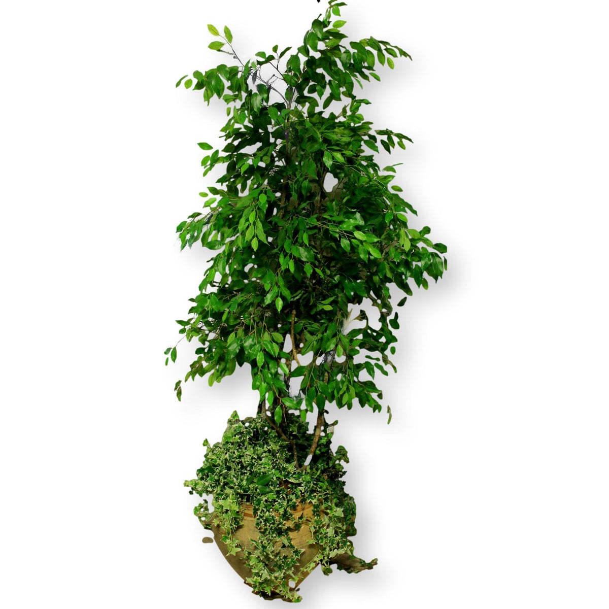 Faux Ficus Tree w/Ivy in Tan Pot