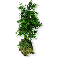 Faux Ficus Tree w/Ivy in Tan Pot