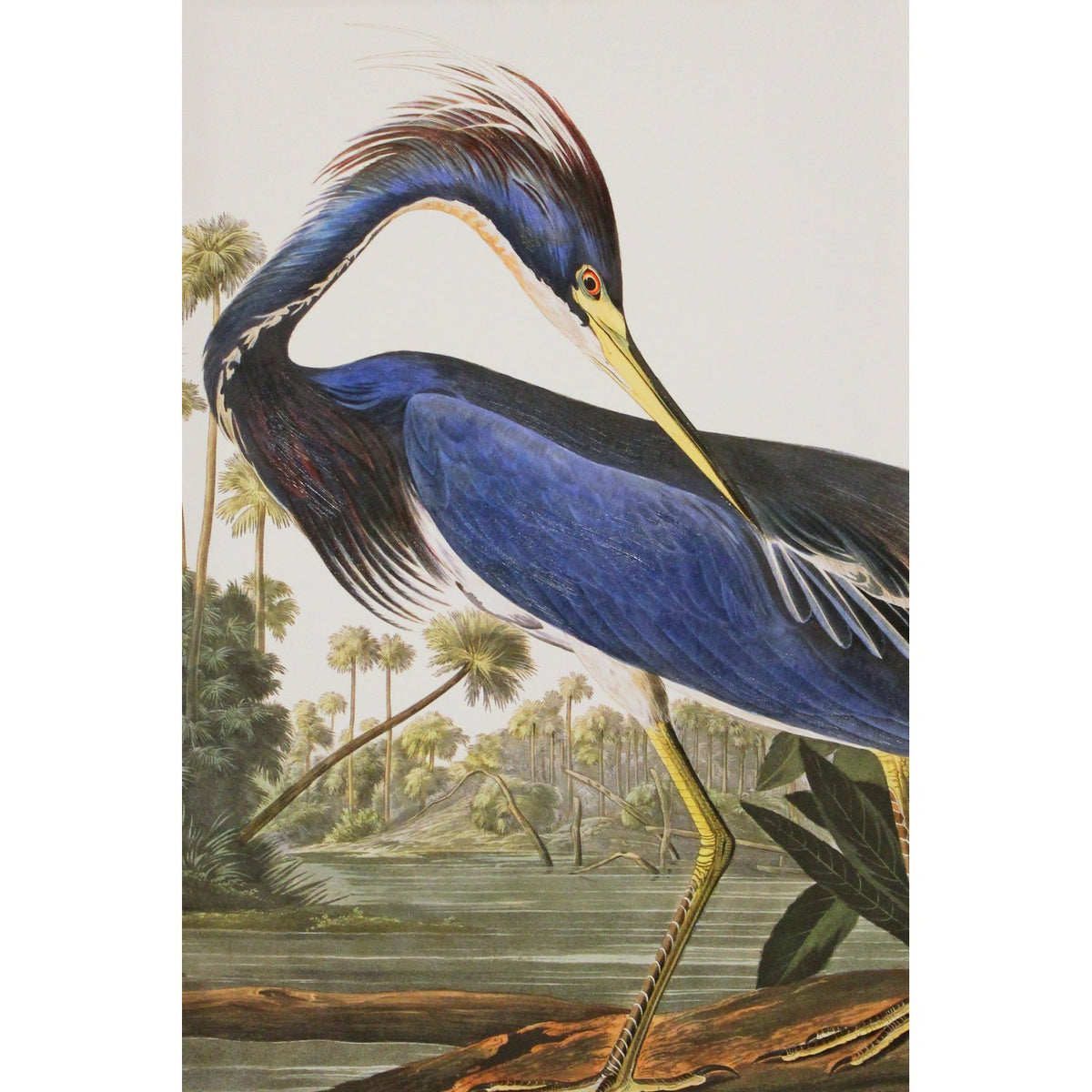 Framed Retouched Print Blue Heron