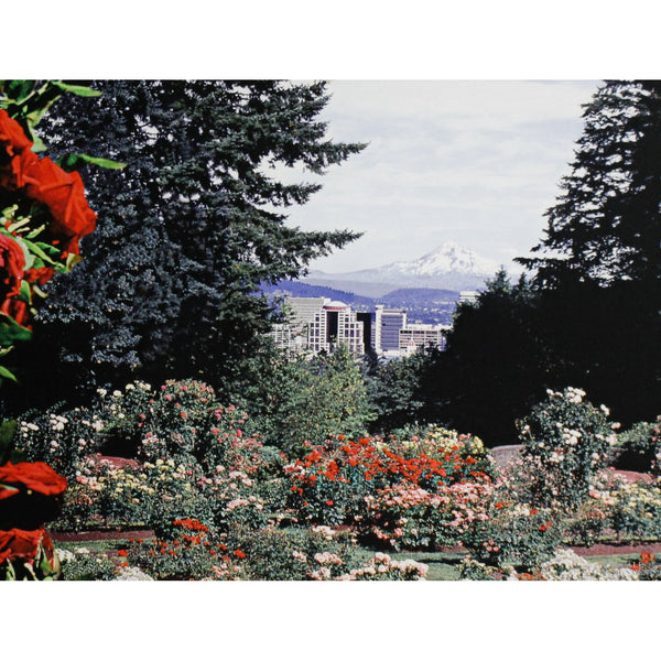 'City of Roses' Framed Limited Edition Print By Paul & Marilyn Peck