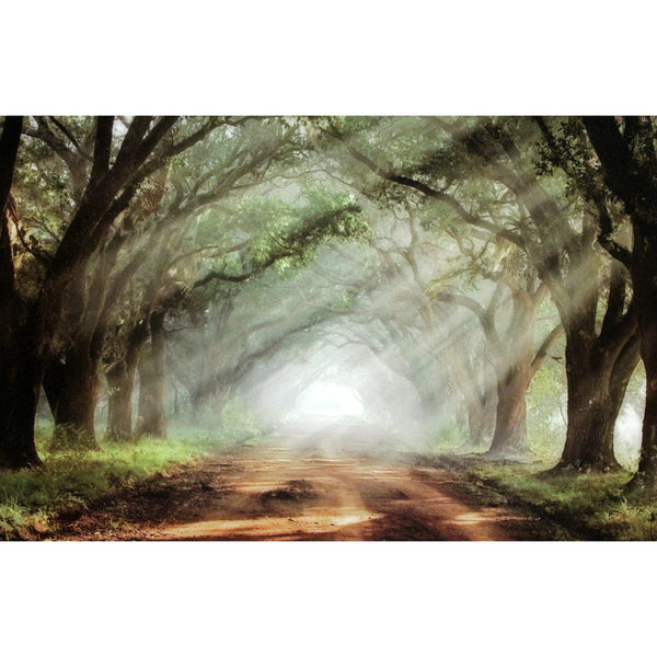 Framed Print Tree-Lined Road
