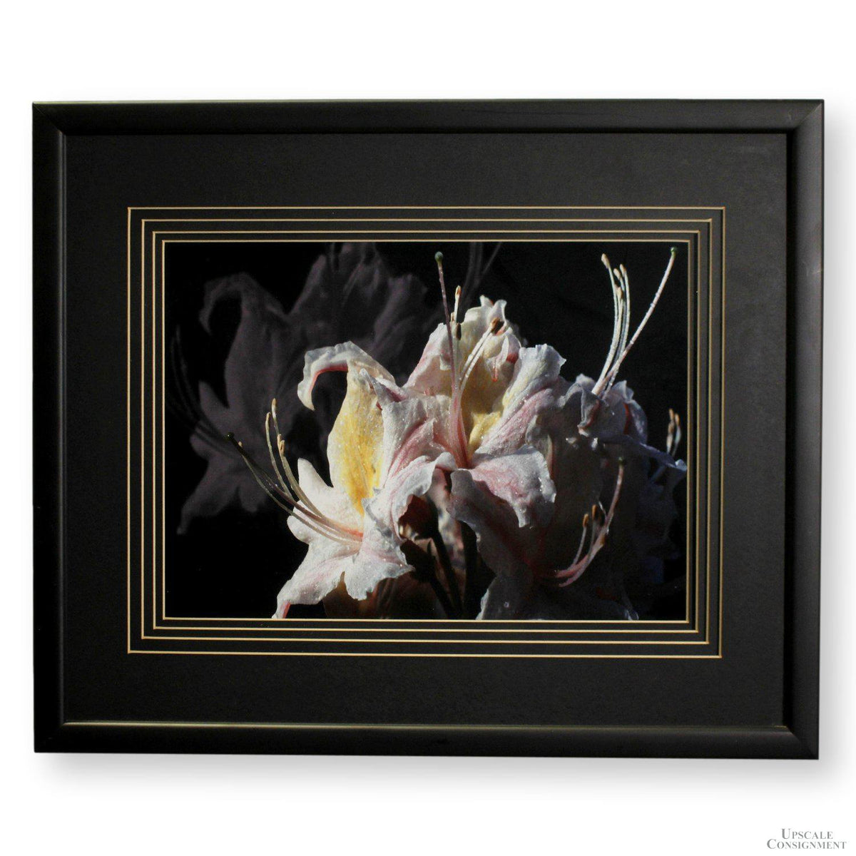 'Brookings Azalea' Framed Limited Edition Print By Paul & Marilyn Peck