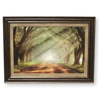 Framed Print Tree-Lined Road