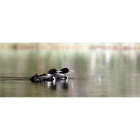 Framed Photographic Artwork - Loon on a Lake By James T. Jones