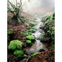 'Moss and Fog - a Valley Stream' Framed LE Print By Paul & Marilyn Peck