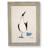 Framed Original Oil Blue Footed Booby