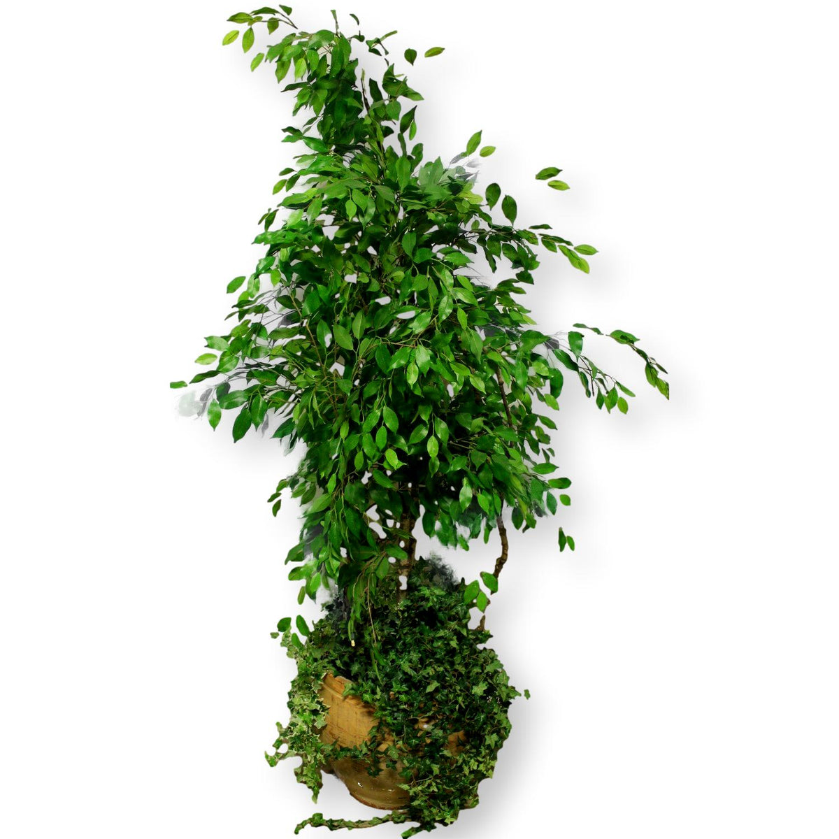 Faux Ficus Tree w/Ivy in Tan Pot