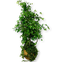 Faux Ficus Tree w/Ivy in Tan Pot