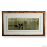 Framed Photographic Artwork - Loon on a Lake By James T. Jones