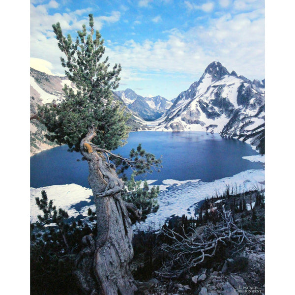Framed Photographic Art Print - Lone Tree at Mountain Lake