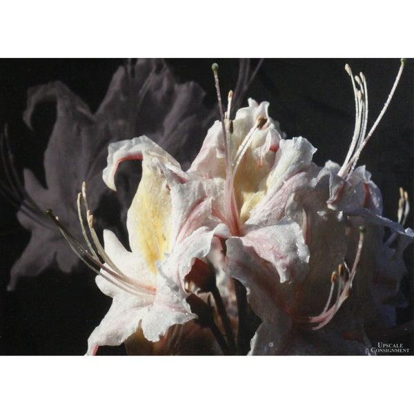 'Brookings Azalea' Framed Limited Edition Print By Paul & Marilyn Peck